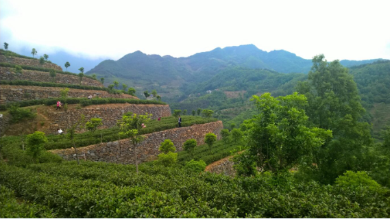 安康富硒茶引爆中國(guó)西部最牛茶專業(yè)展會(huì)(圖2)