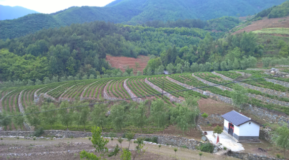 安康富硒茶引爆中國(guó)西部最牛茶專業(yè)展會(huì)(圖5)