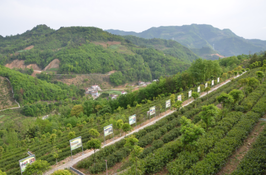 安康富硒茶引爆中國(guó)西部最牛茶專業(yè)展會(huì)(圖7)